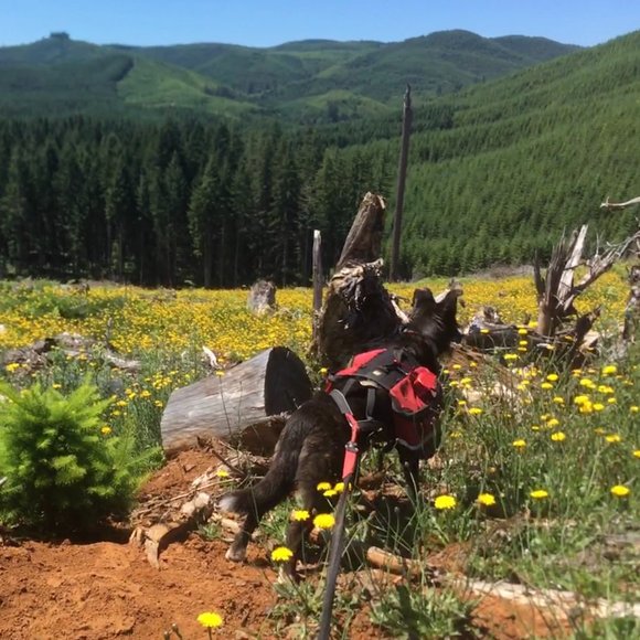 Meet your Posher, Tasha - Picture 1 of 1